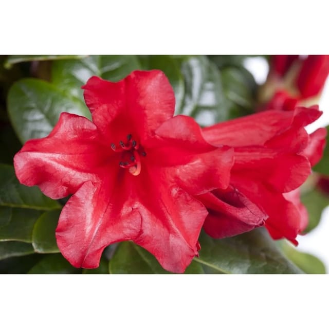 Rhododendron Repens Baden Baden Rot 20–25 cm