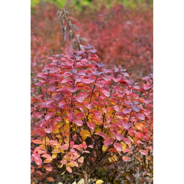 Spiraea Betulifolia Tor Birkenblättrige Spiere Weiß 30–40 cm