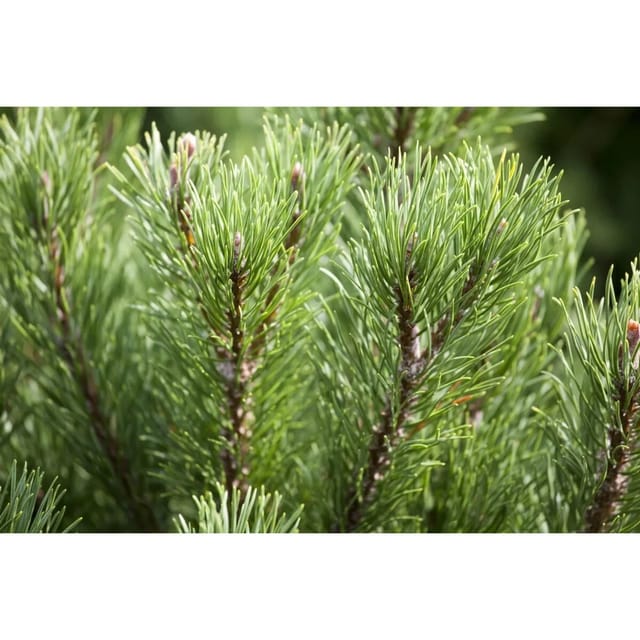 Pinus Mugo Carstens Wintergold Bergkiefer Goldgelb 40–50 cm
