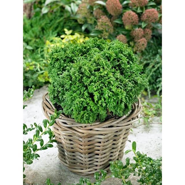 Chamaecyparis Pisifera Nana Zwerg-Scheinzypresse 15–20 cm
