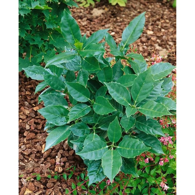 Aucuba Japonica Rozannie Japanische Aukube Immergrün 100–125 cm