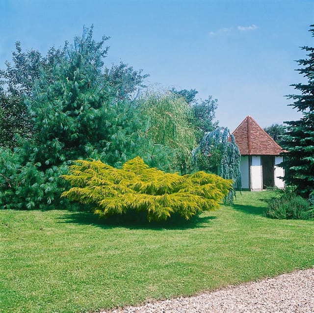 Juniperus Media Pfitzeriana Aurea Gold-Wacholder 60–80 cm