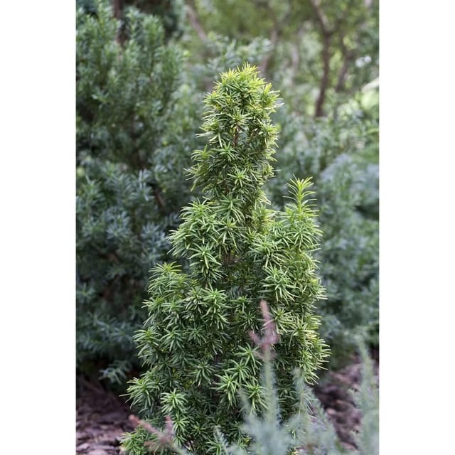 Taxus Baccata Standishii Säuleneibe Immergrün 120–140 cm