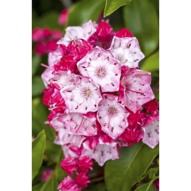 Kalmia Latifolia Ostbo Red Berglorbeer Rot 20–30 cm
