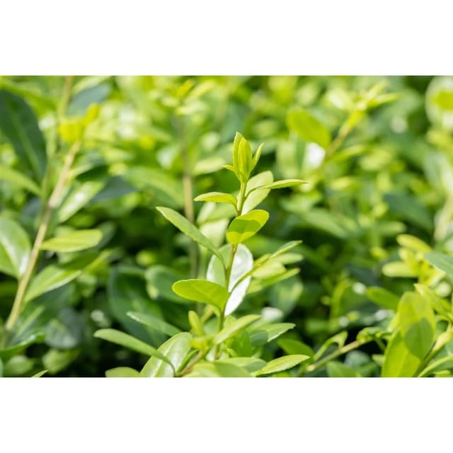 Ilex Crenata Hetzii Japanische Stechpalme Kugel 120–130 cm