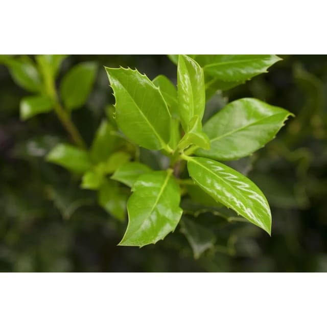 Ilex Aquifolium J.C.Van Tol Stechpalme Immergrün 90 cm Stammhöhe