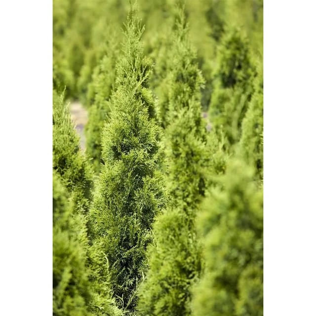 Thuja Occidentalis Smaragd Lebensbaum Spirale 125–150 cm
