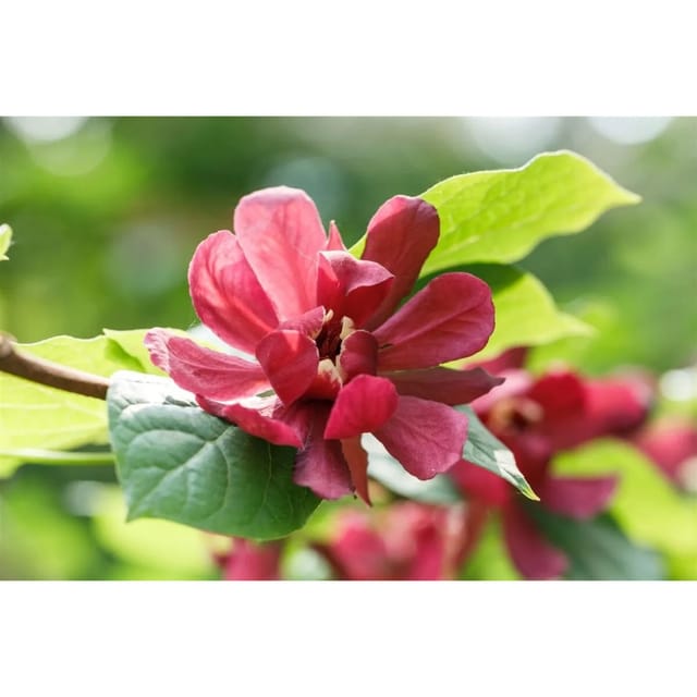 Sinocalycanthus Raulstonii Hartlage Wine Rotbraune Blüten 80–100 cm