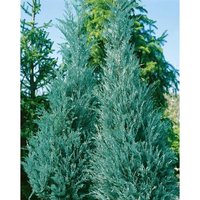 Juniperus Virginiana Burkii Virginischer Wacholder 100–125 cm