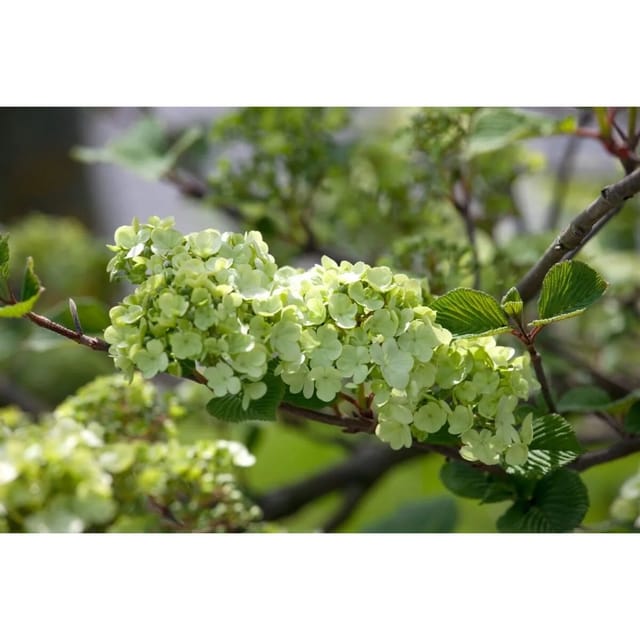 Viburnum Plicatum Rotundifolium Japanischer Schneeball 40–60 cm