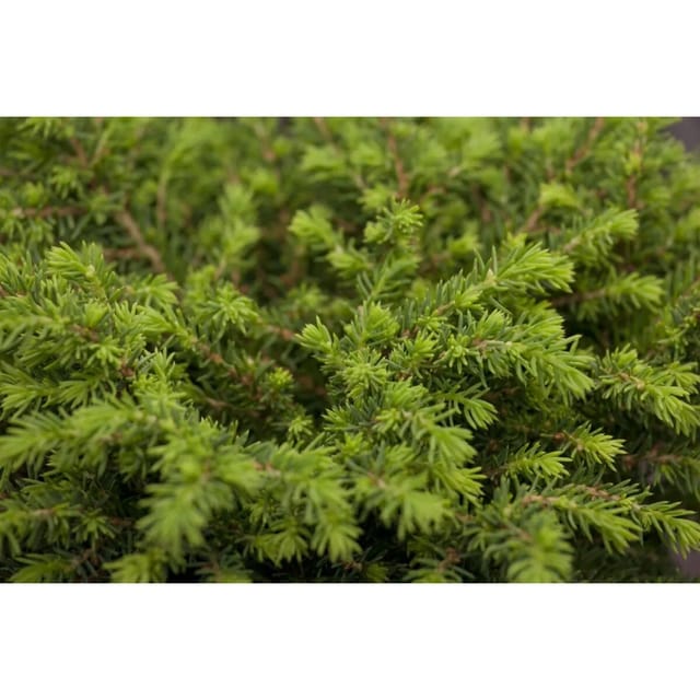Picea Abies Echiniformis Zwergfichte Kompakt 30–35 cm