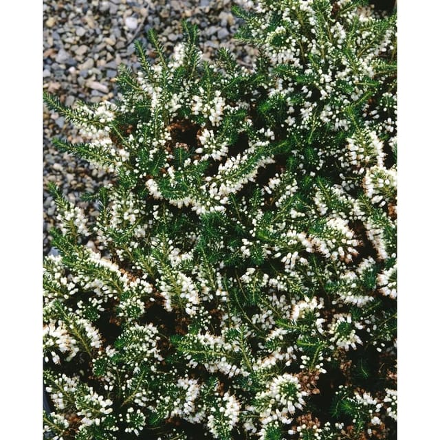 Erica Vagans Lyonesse Cornwall-Heide Cremeweiß Kompakt