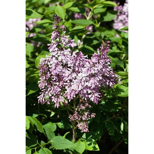 Syringa Patula Miss Kim Duft-Flieder Lila 175–200 cm