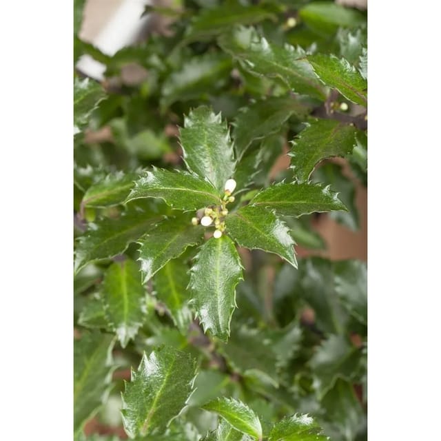 Ilex Meserveae Golden Girl Stechpalme Gelb-Grün 100–125 cm