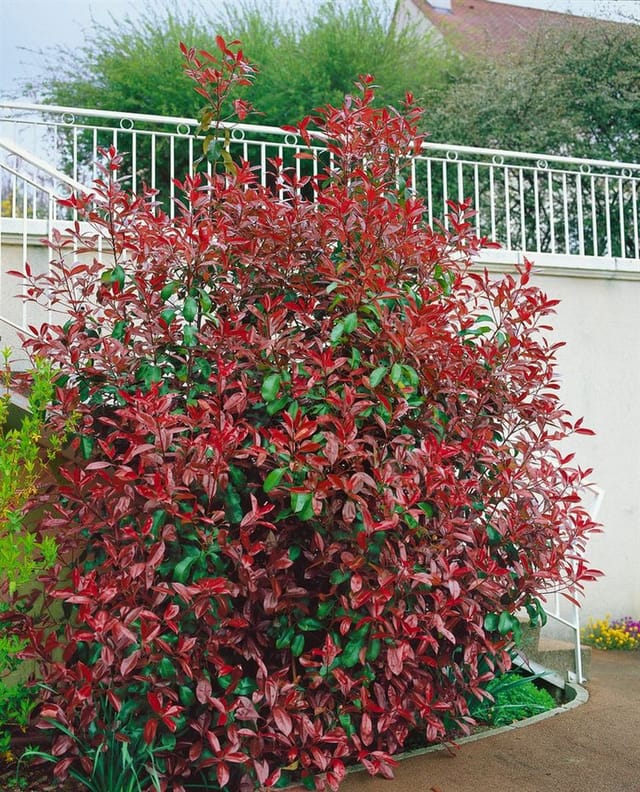 Photinia Fraseri Red Select Glanzmispel Rote Blätter 60–100 cm