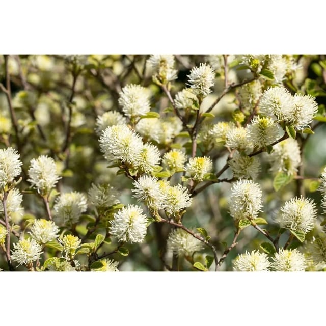 Fothergilla Gardenii Suzanne Federbuschstrauch Weiß 50–60 cm