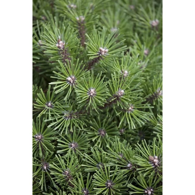 Pinus Mugo Benjamin Bergkiefer Kompakt 25–25 cm