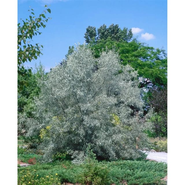 Elaeagnus Angustifolia Schmalblättrige Ölweide 150–200 cm