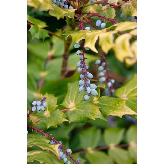 Mahonia Bealei Beales Mahonie Immergrün 80–100 cm