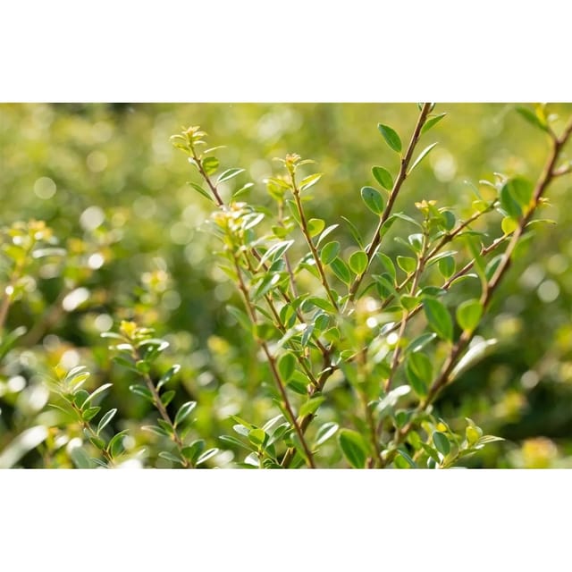 Ilex Crenata Stokes Japanische Stechpalme Immergrün 30–35 cm