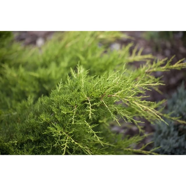 Juniperus Media Gold Coast Wacholder Goldgelb 50–60 cm