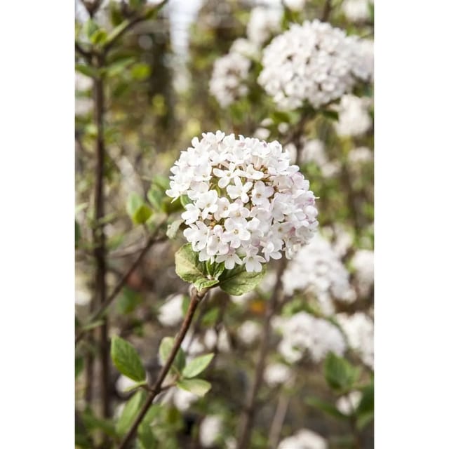 Viburnum Burkwoodii Mohawk Duft-Schneeball Weiß-Rosa 80 cm Stammhöhe