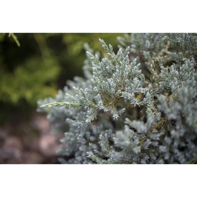 Juniperus Virginiana Glauca Virginischer Wacholder Blaugrün 50–60 cm