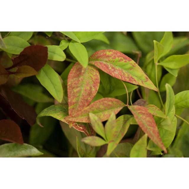 Nandina Domestica Firepower Himmelsbambus Rot 30–40 cm