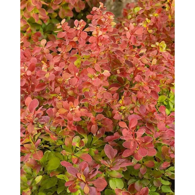 Berberis Thunbergii Erecta Säulen-Berberitze 40–50 cm