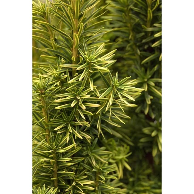 Taxus Baccata Fastigiata Aurea Gelbe Säuleneibe 70–80 cm