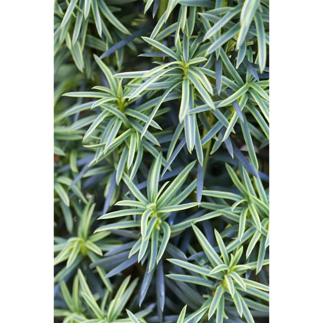 Taxus Baccata Fastigiata Aureomarginata Gelbe Eibe 80–90 cm