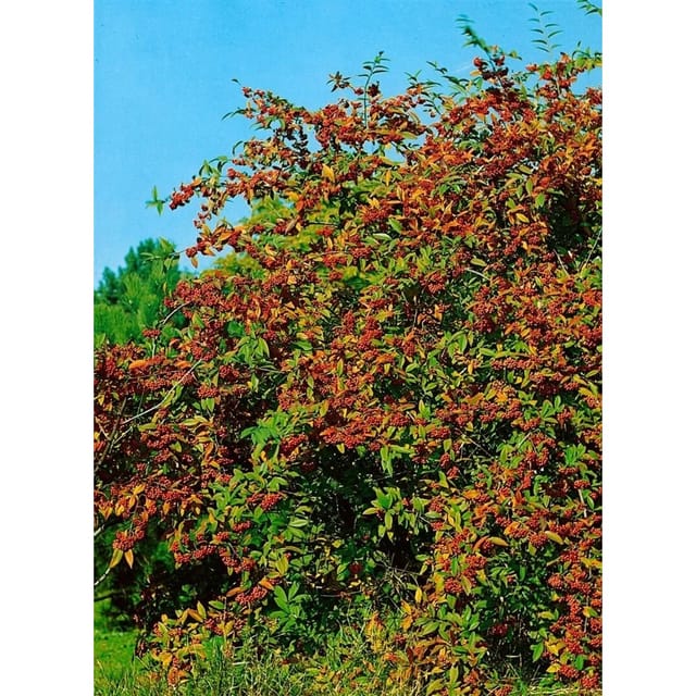 Cotoneaster Watereri Cornubia Immergrün Rote Beeren 125–150 cm
