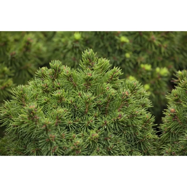 Picea Glauca Alberta Globe Zwergfichte Kompakt 30–35 cm