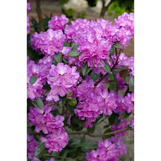 Rhododendron Carolinianum P.J.Mezitt Rosa Blüten 20–25 cm