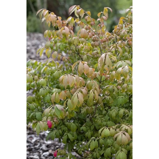 Euonymus Alatus Compactus Flügel-Spindelstrauch 30–40 cm