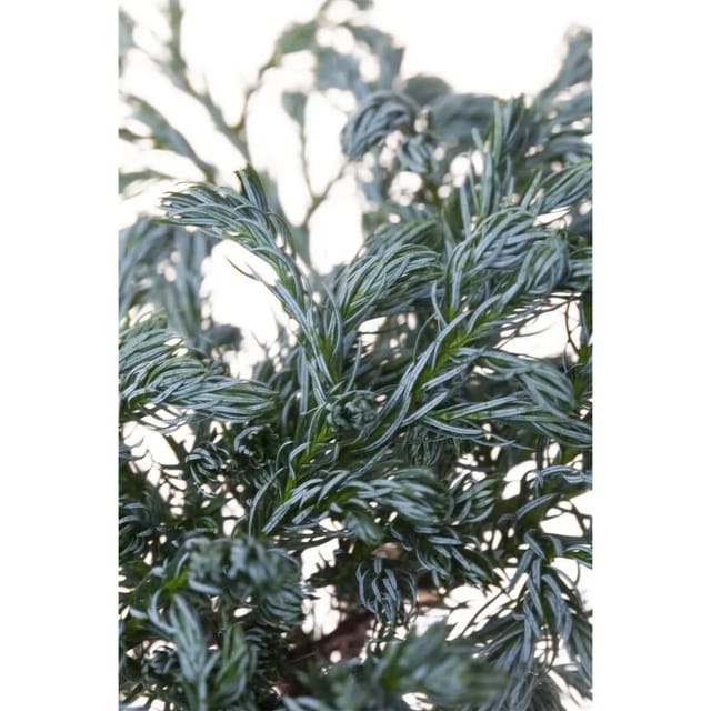 Chamaecyparis Pisifera Boulevard Scheinzypresse Blaugrün 20–30 cm