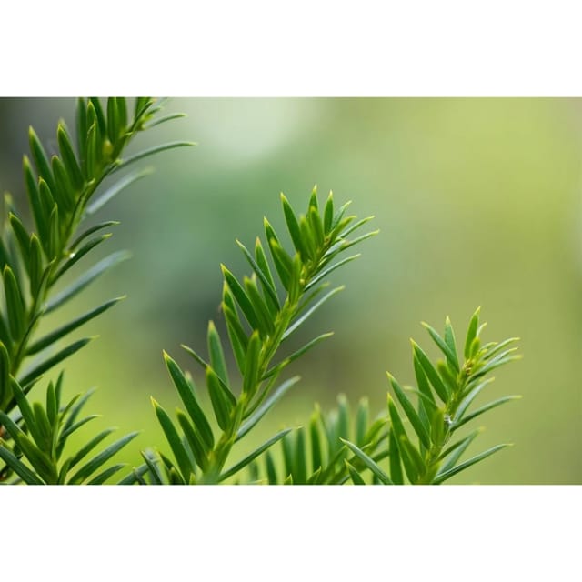 Taxus Baccata Overeynderi Eibe Kugel 50–55 cm