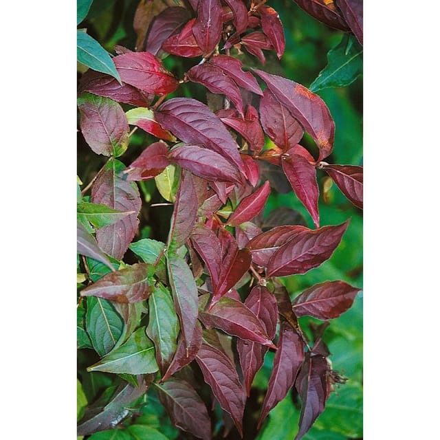 Diervilla Lonicera Buschgeißblatt 40–60 cm