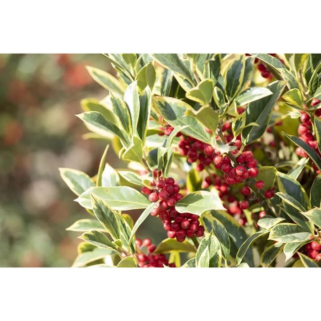 Ilex Aquifolium Aurea Marginata Stechpalme Gelb-Grün 80–100 cm