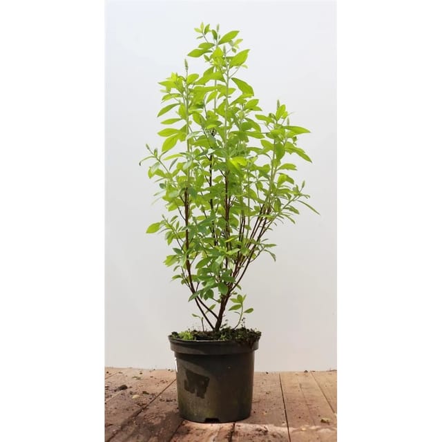 Clethra Alnifolia Pink Spire Scheineller Rosa Blüten 40–60 cm