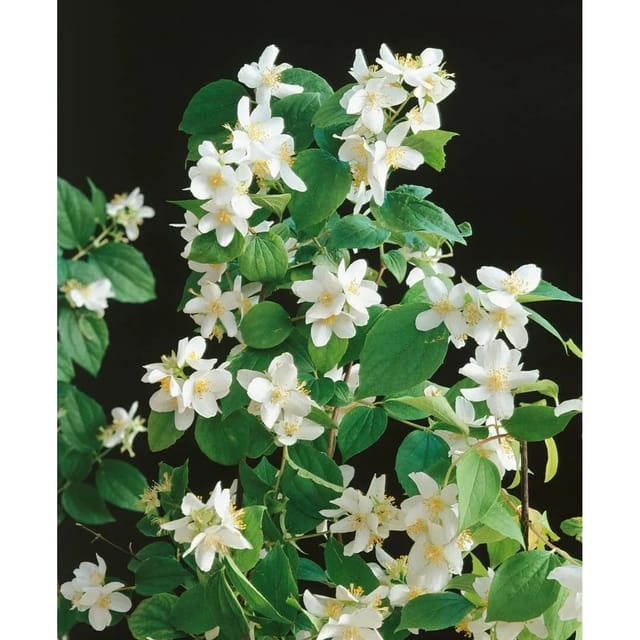Philadelphus Dame Blanche Duftjasmin Weiß 125–150 cm