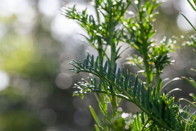 Taxus Baccata Fastigiata Säuleneibe Immergrün 60–80 cm