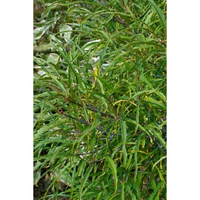 Rhamnus Frangula Asplenifolia Faulbaum 80–100 cm Stammhöhe