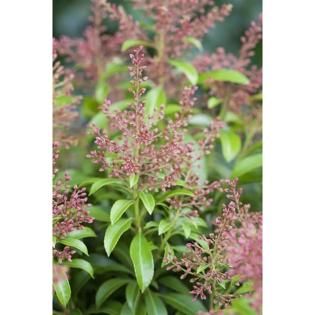 Pieris Japonica Valley Valentine Japanische Lavendelheide Ca. 10 cm Topf