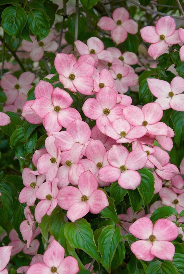 Cornus Kousa Satomi Compact Japanischer Blumen-Hartriegel Rosa 40–60 cm