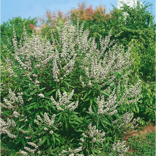 Vitex Agnus-Castus Latifolia Alba Mönchspfeffer Weiß 80–100 cm
