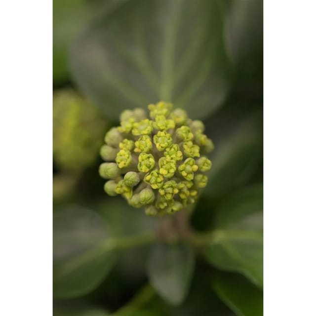 Hedera Helix Arborescens Efeu Immergrün 40–50 cm