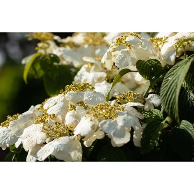 Viburnum Plicatum Pink Beauty Japanischer Schneeball Rosa 40–60 cm