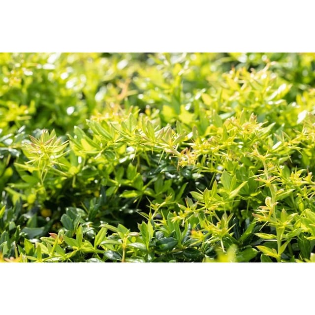 Berberis Frikartii Verrucandi Berberitze 80–100 cm