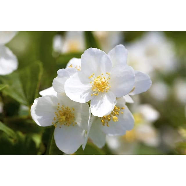 Philadelphus Coronarius Duftjasmin Weiß 60–100 cm
